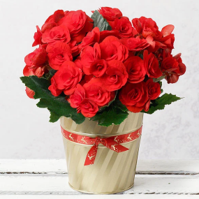 Christmas Flowers